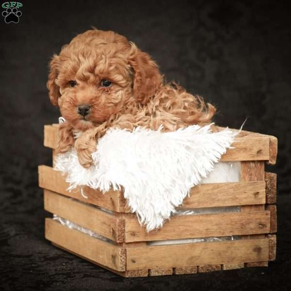 Max, Toy Poodle Puppy
